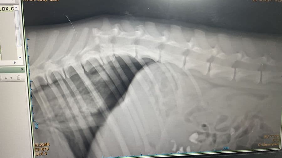 Biscotto - - Bild 16