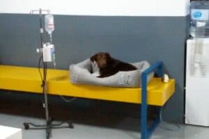 Biscotto - - Bild 13