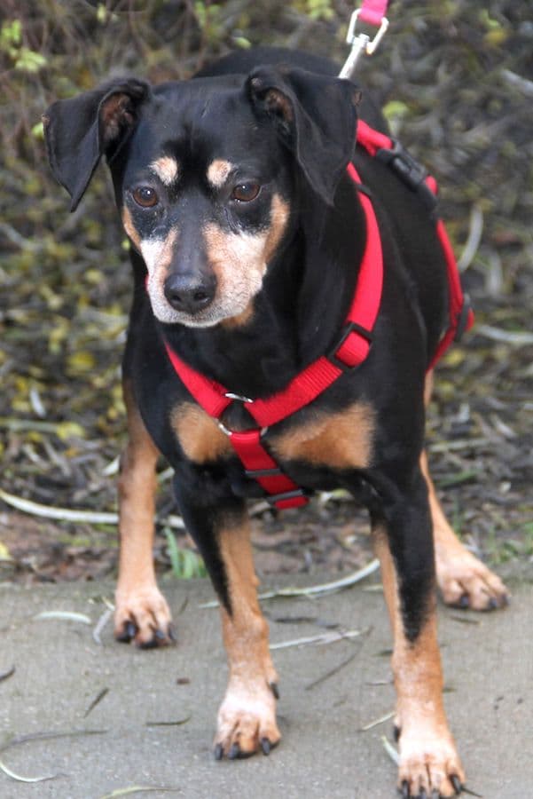 Miki - Deutscher Pinscher - Bild 10