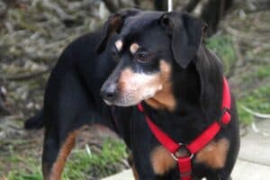 Miki - Deutscher Pinscher - Bild 3