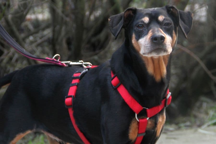 Miki - Deutscher Pinscher - Bild 6