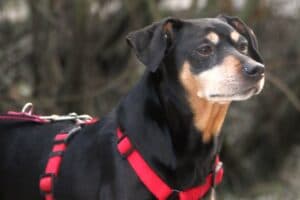 Miki - Deutscher Pinscher - Bild 9