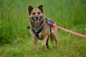 Semira - Deutscher Schäferhund - Bild 11