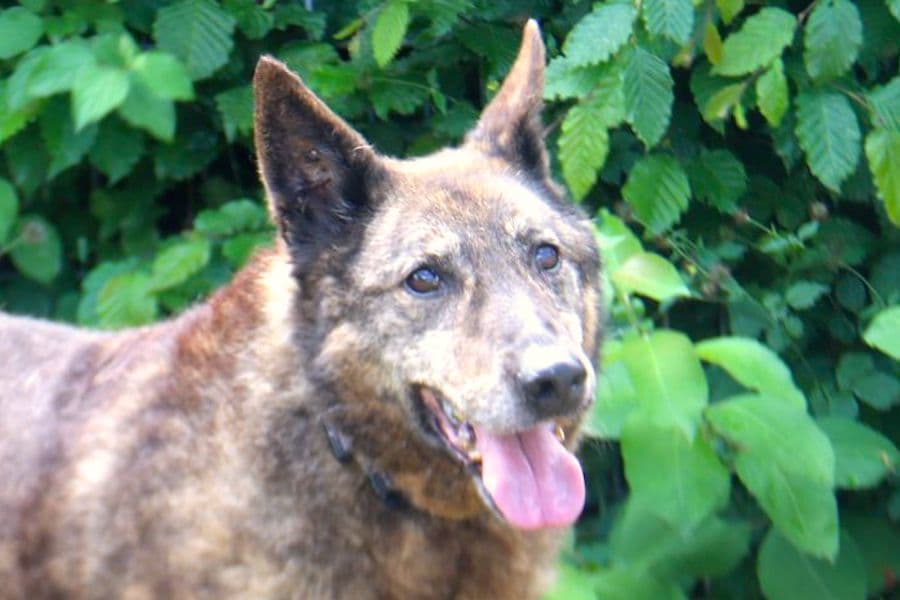 Deutscher Schäferhund-Mix Axinte