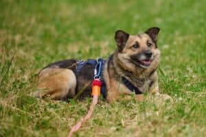 Semira - Deutscher Schäferhund - Bild 3