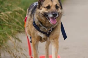 Semira - Deutscher Schäferhund - Bild 21