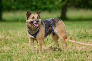 Semira - Deutscher Schäferhund - Bild 23