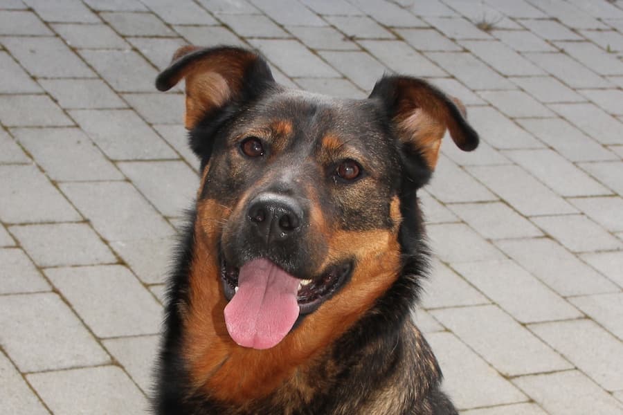 Rottweiler, Deutscher Schäferhund Putschi