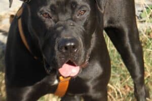 Packo - Cane Corso Italiano - Bild 5