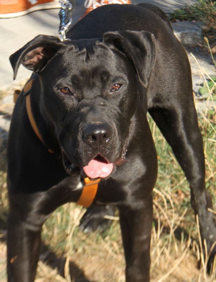 Packo - Cane Corso Italiano - Bild 4