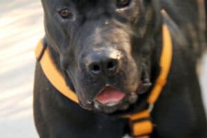 Packo - Cane Corso Italiano - Bild 3