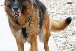 Stella - Deutscher Schäferhund - Bild 11