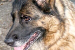 Stella - Deutscher Schäferhund - Bild 17