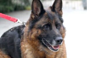 Stella - Deutscher Schäferhund - Bild 7