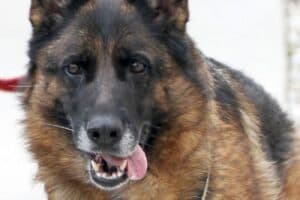 Stella - Deutscher Schäferhund - Bild 3