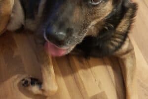 Chico - Belgischer Schäferhund, Labrador Retriever - Bild 7