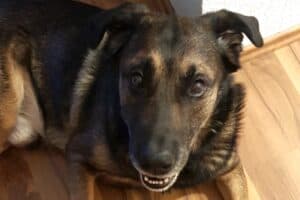 Chico - Belgischer Schäferhund, Labrador Retriever - Bild 5