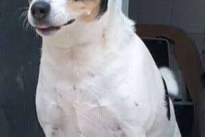 Bella - Jack Russell Terrier - Bild 7