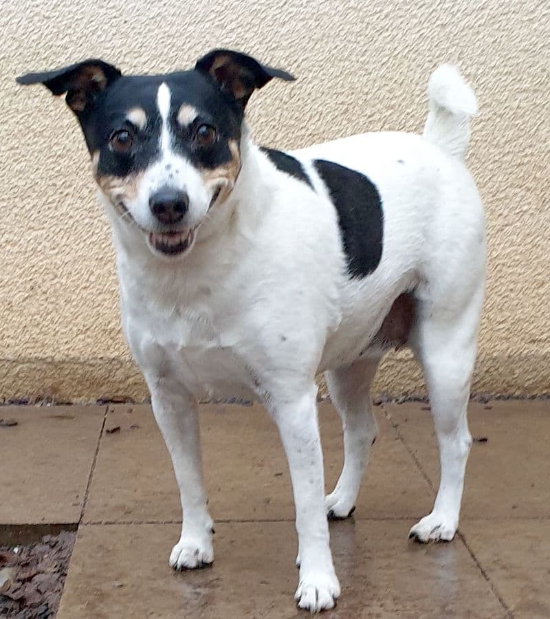 Bella - Jack Russell Terrier - Bild 2