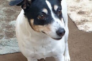 Bella - Jack Russell Terrier - Bild 5