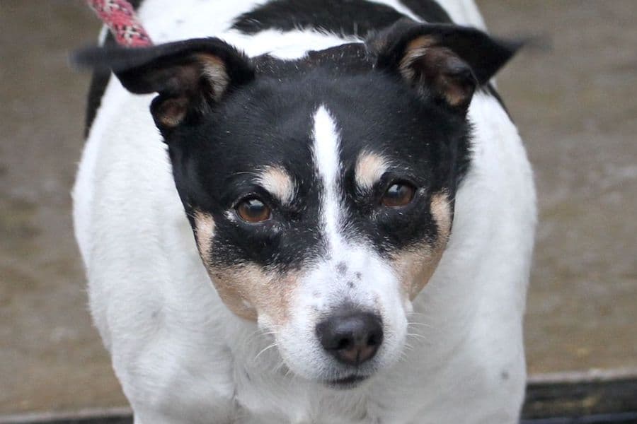 Jack Russell Terrier Bella