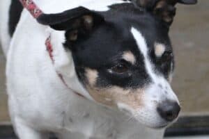 Bella - Jack Russell Terrier - Bild 9