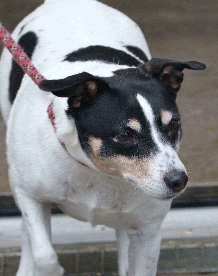Bella - Jack Russell Terrier - Bild 8