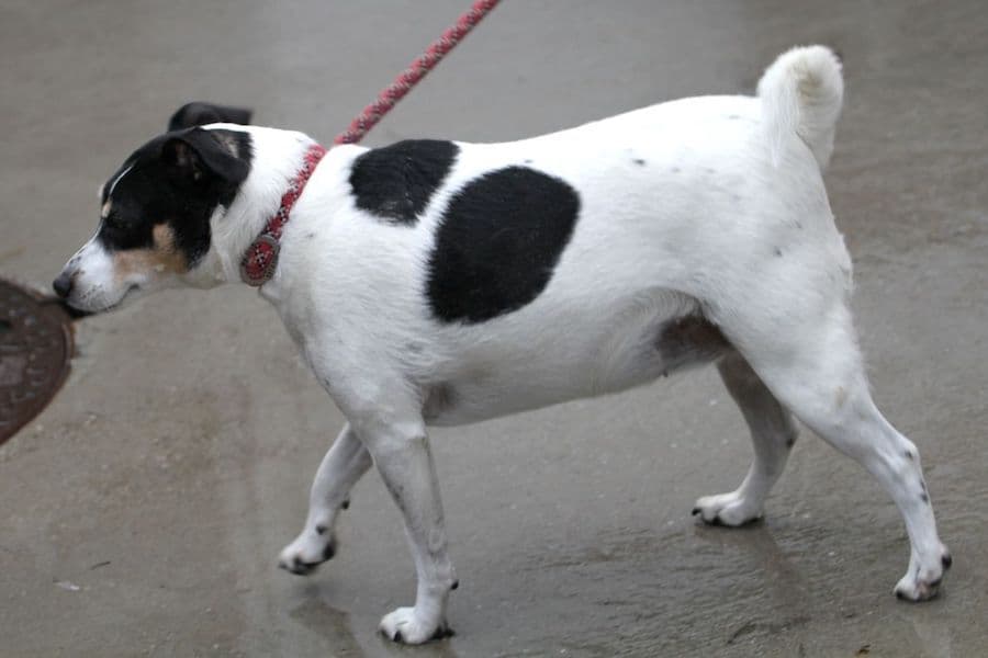 Bella - Jack Russell Terrier - Bild 10