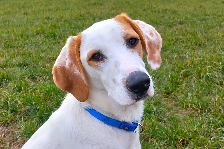 Deutscher Schäferhund-Mix Balou