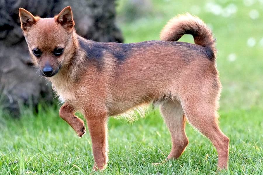 Bandesso - Chihuahua - Bild 15