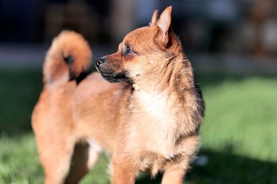 Bandesso - Chihuahua - Bild 12