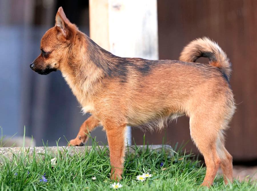 Bandesso - Chihuahua - Bild 4