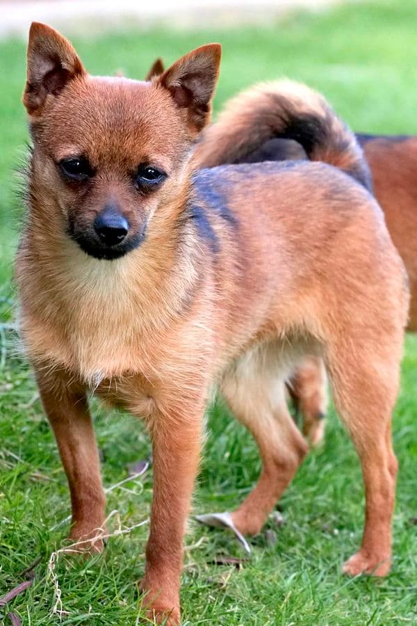 Bandesso - Chihuahua - Bild 17