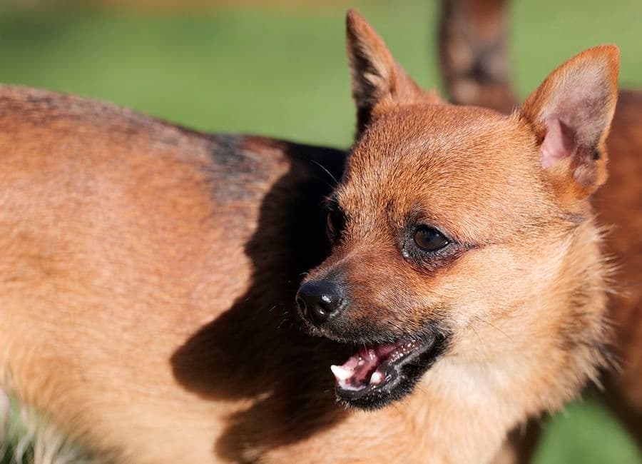 Bandesso - Chihuahua - Bild 18