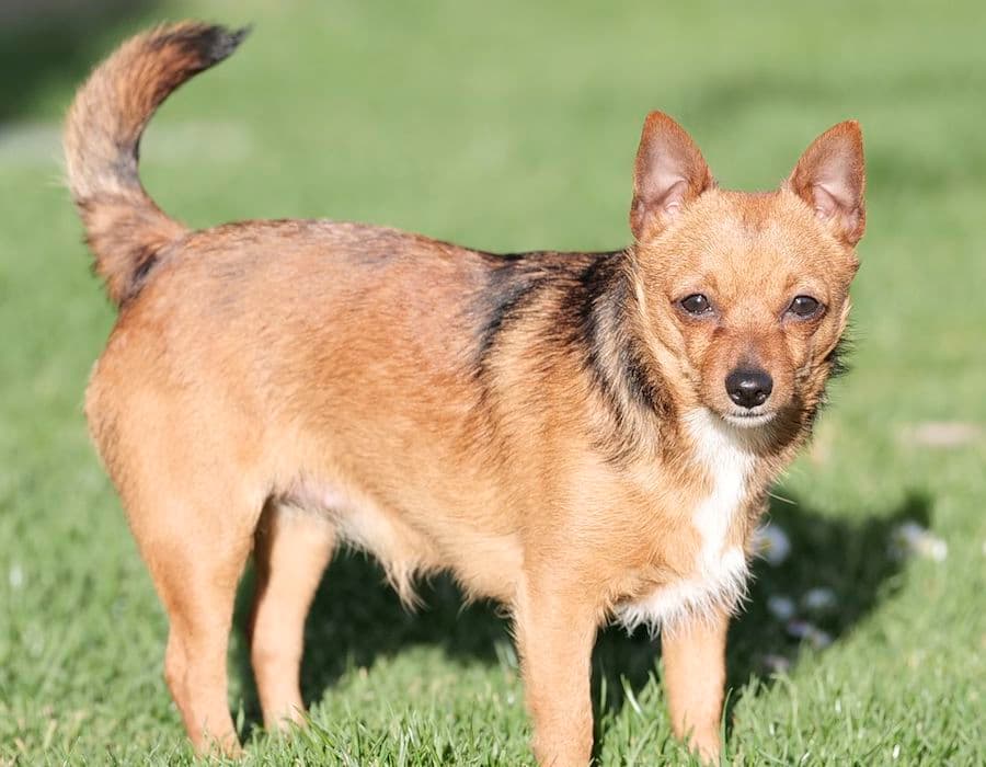 Bandesso - Chihuahua - Bild 11