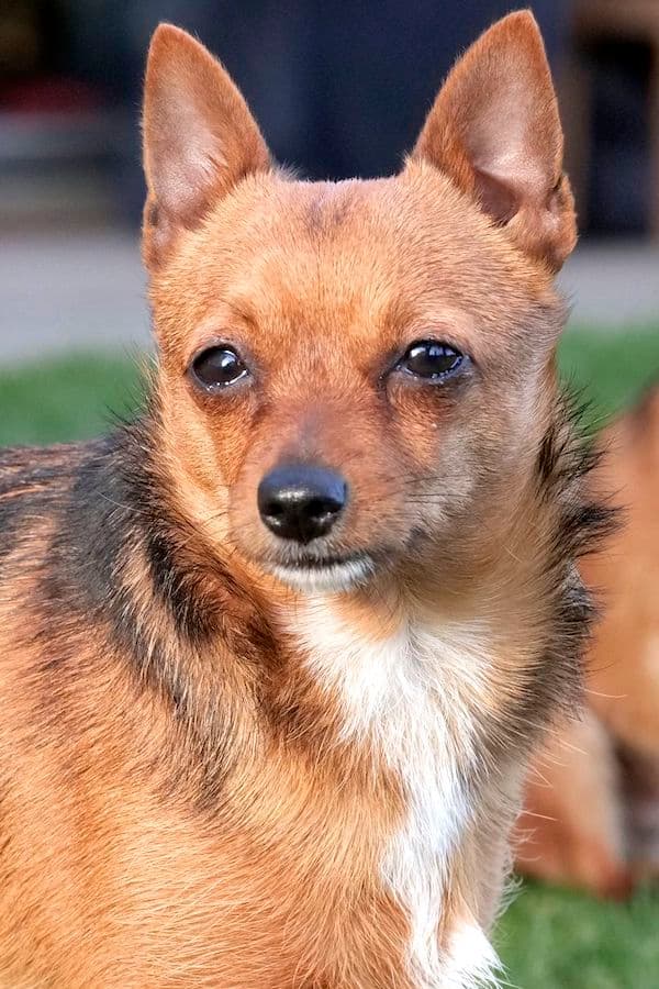 Bandesso - Chihuahua - Bild 8