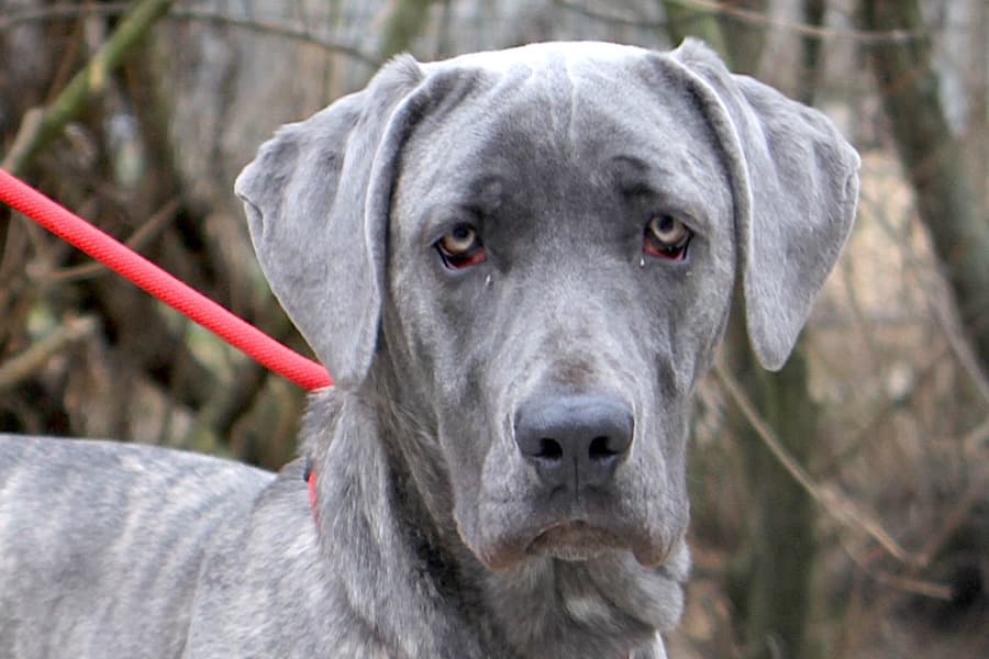 Cane Corso Italiano-Mix Amber