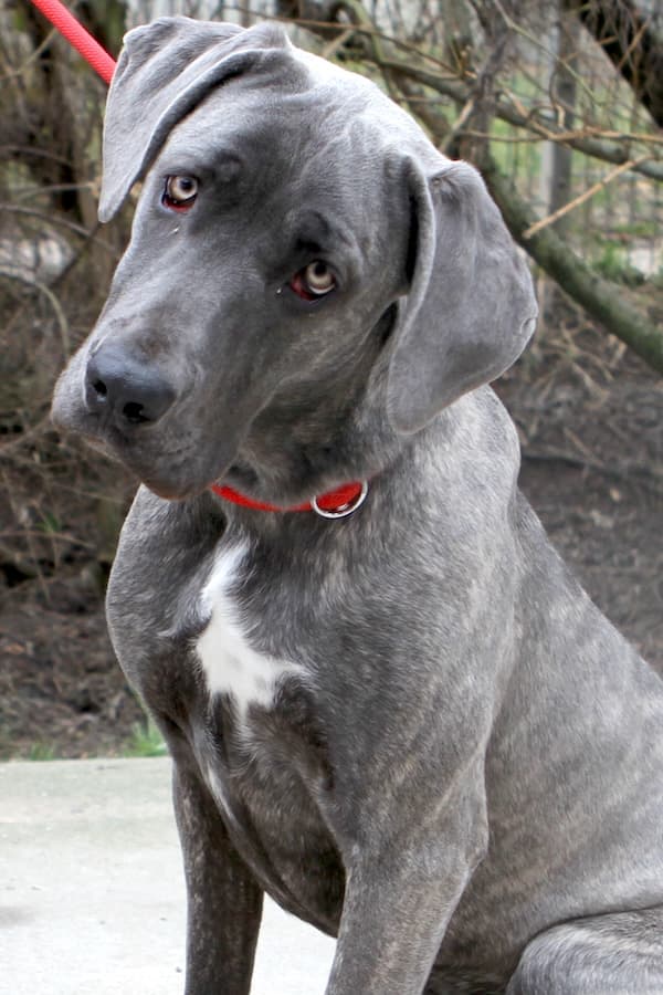 Amber - Cane Corso Italiano - Bild 2