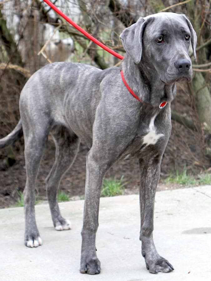 Amber - Cane Corso Italiano - Bild 4