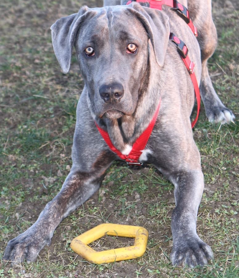 Amber - Cane Corso Italiano - Bild 6