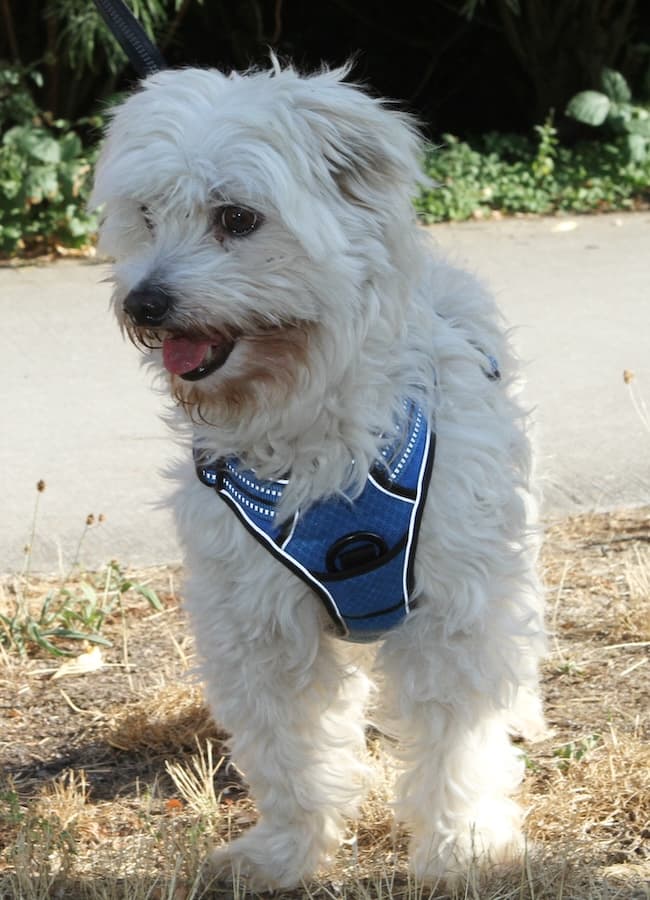 Billy - - Bild 4