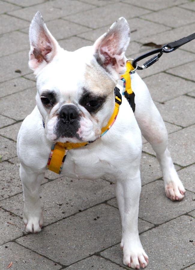 Elsa - Französische Bulldogge - Bild 7