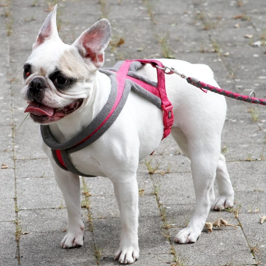 Elsa - Französische Bulldogge - Bild 8