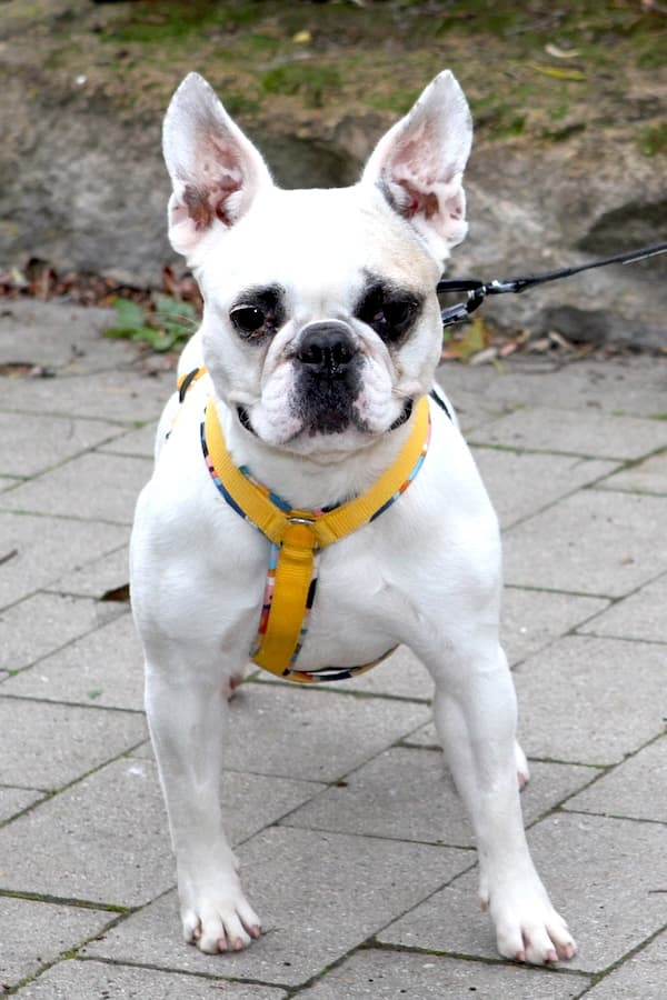 Elsa - Französische Bulldogge - Bild 4
