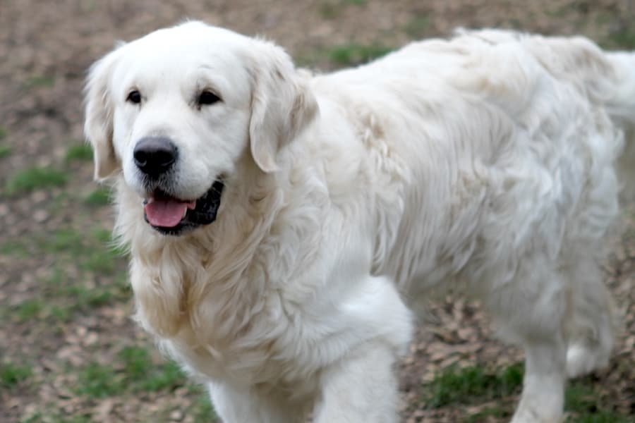 Golden Retriever Bobby
