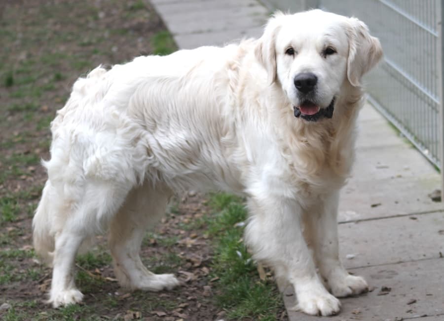 Bobby - Golden Retriever - Bild 3