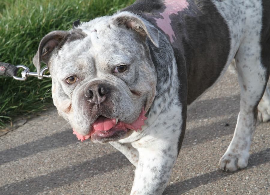 Don - Englische Bulldogge - Bild 3