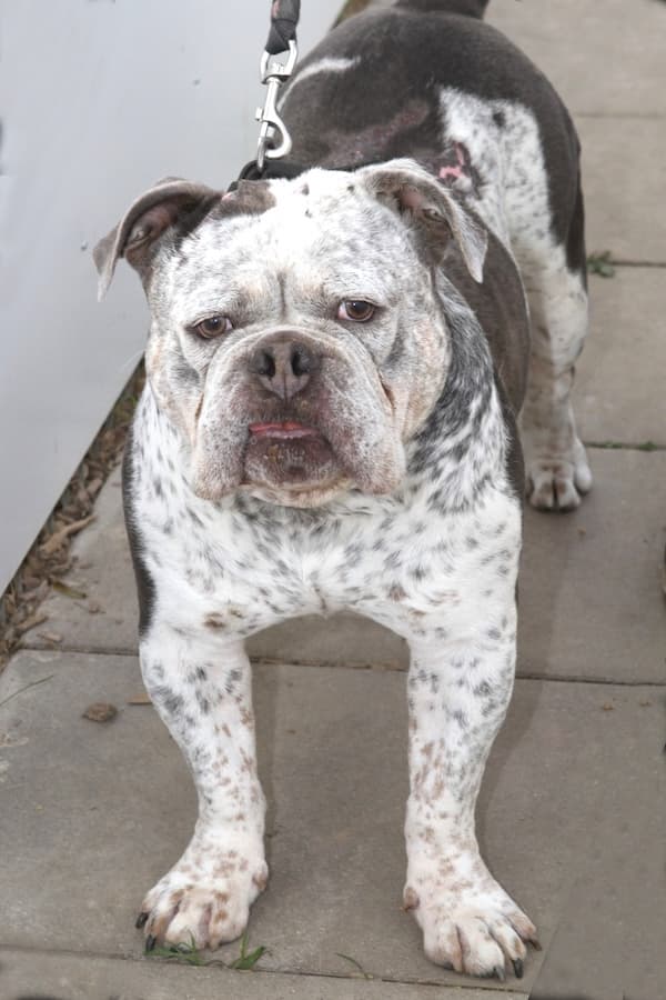 Englische Bulldogge Don