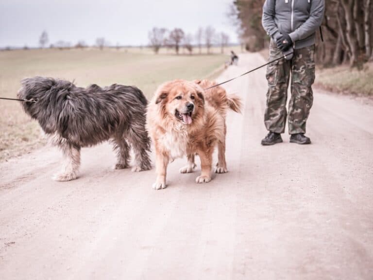 Bobi - Labrador Retriever - Bild 19