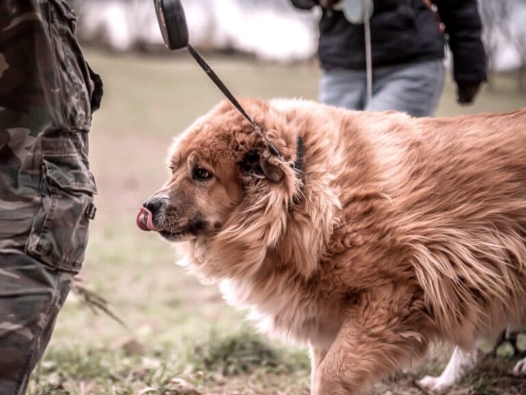 Bobi - Labrador Retriever - Bild 11